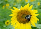 Butterfly in sunflower
